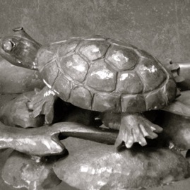 turtle detail.jpg